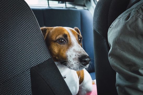 Click, Crate or Carrier: Traveling Safely With Your Pets